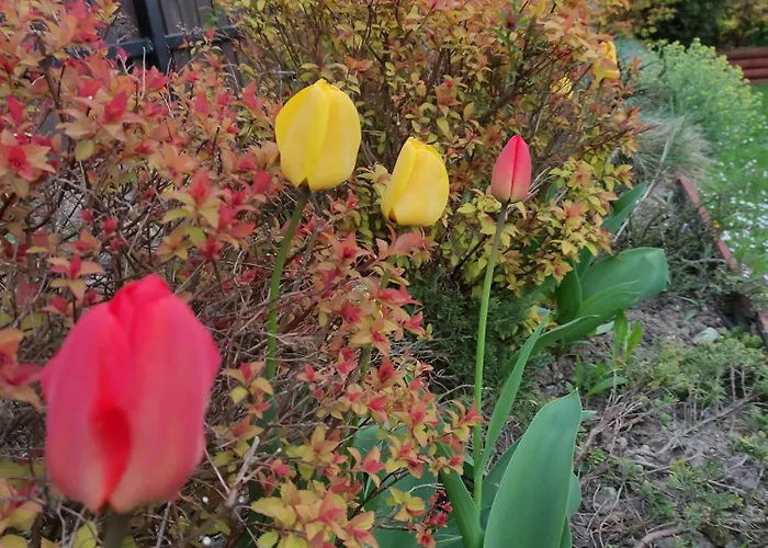 Dom Wakacyjny Holiday home *