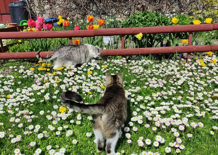 Dom Wakacyjny * Mikolajki (Mragowo)